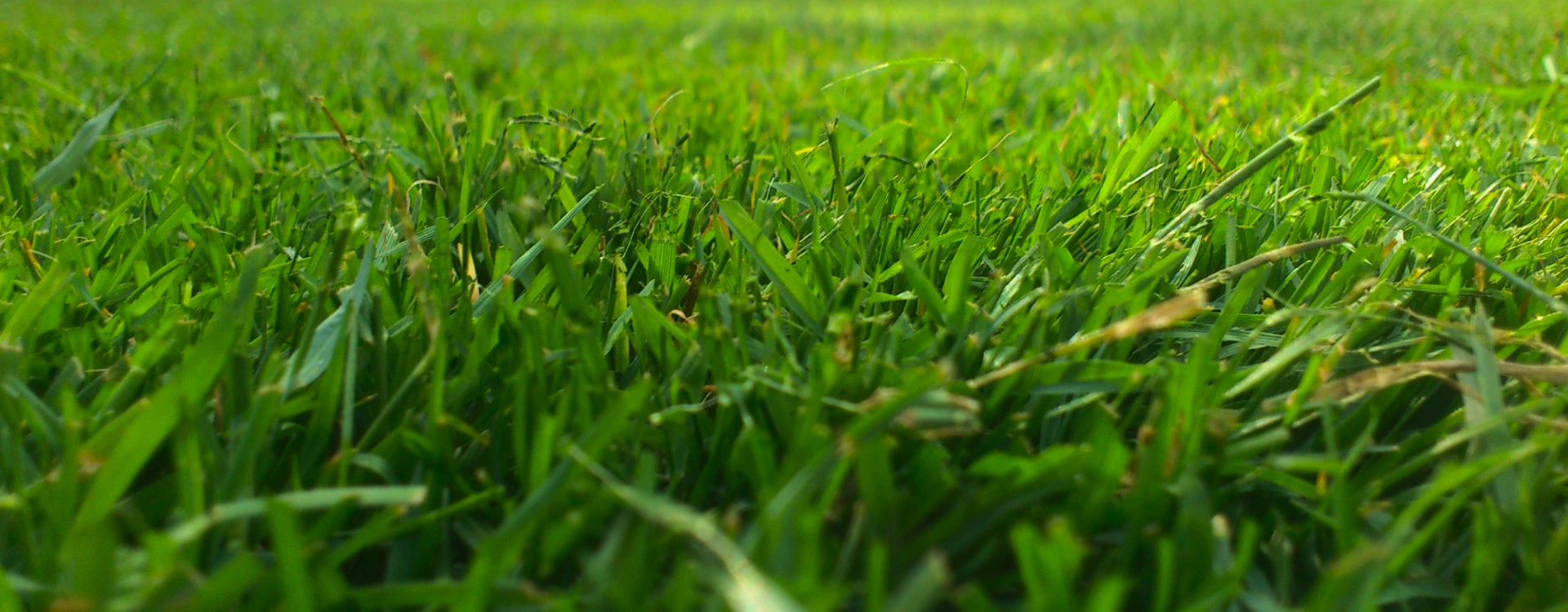 Lawn Maintenance Services (5)